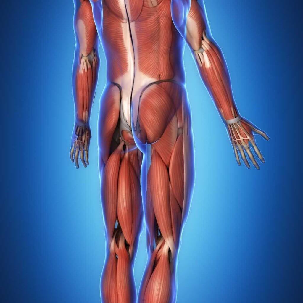 Als Orthopäden beschäftigen wir uns auch mit den mehr als 600 Muskeln, die über Sehnen und Faszien mit dem Skelett verbunden sind und sowohl für die Statik als auch für die Beweglichkeit des menschlichen Körpers sorgen.